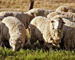 Бирки ушные для овец коз